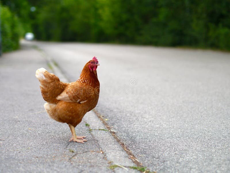 Chicken road game, chicken road slot